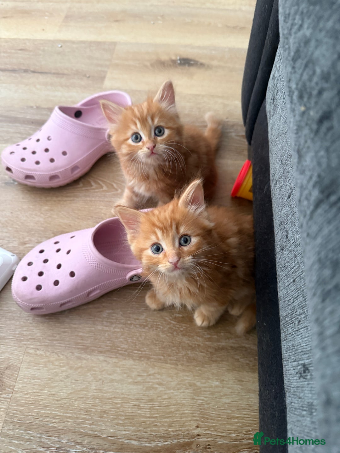 Persian cats for sale: Ginger boys 💚 - Image 2