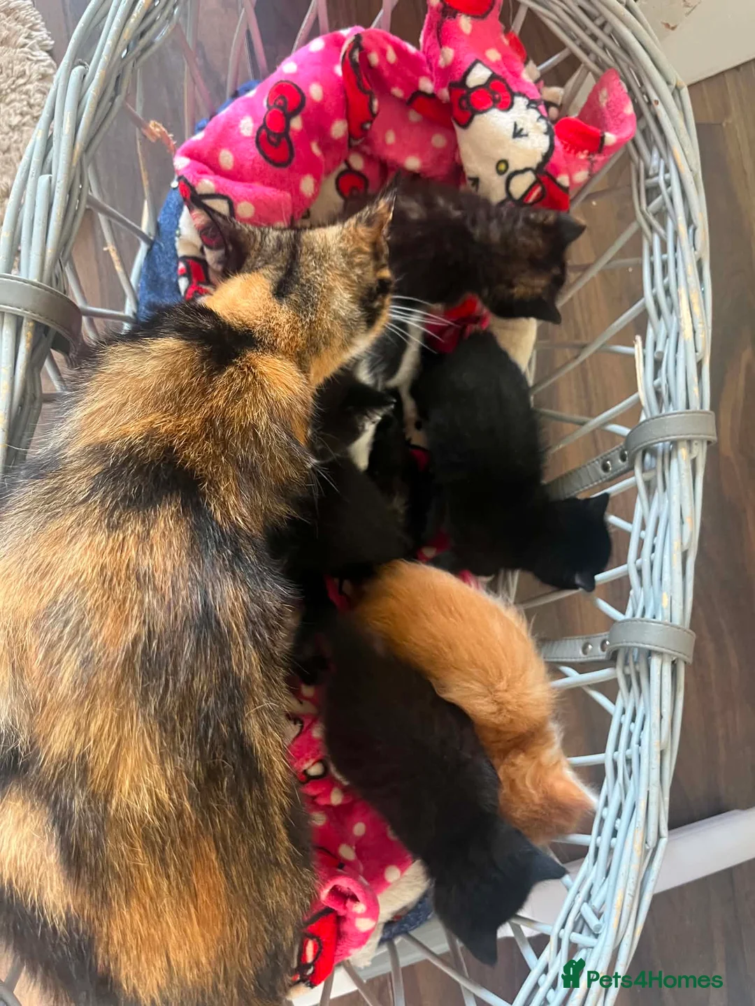 Mixed Breed cats for sale: 8 lovey little kittens looking a loving home  in Dumbarton - Advert 2