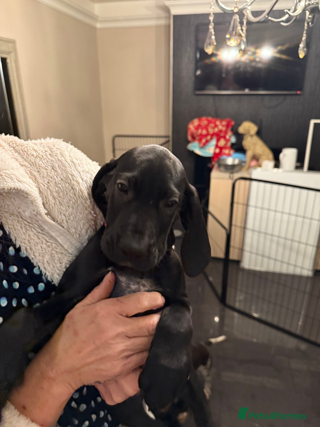 Mixed Breed dogs for sale: Well reared Quality puppies - Advert 16