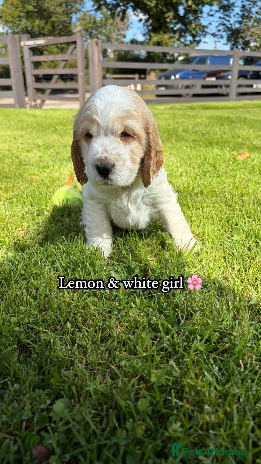 Cocker Spaniel dogs 🏆 Award Winning 🏆 - Advert 2