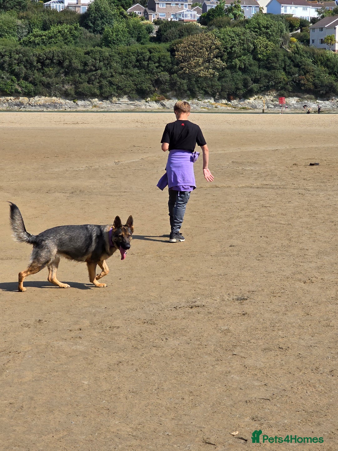 German Shepherd dogs for sale: Guard dog  - Advert 8