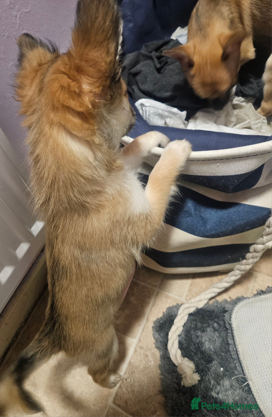 Chihuahua dogs for sale: 2x 13 old week beautiful Chihuahua Pups for sale  - Advert 1