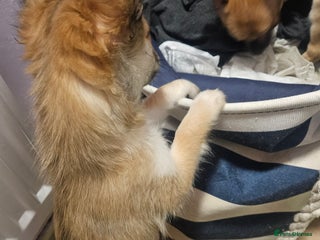 Chihuahua dogs 2x 13 old week beautiful Chihuahua Pups for sale - Advert 1