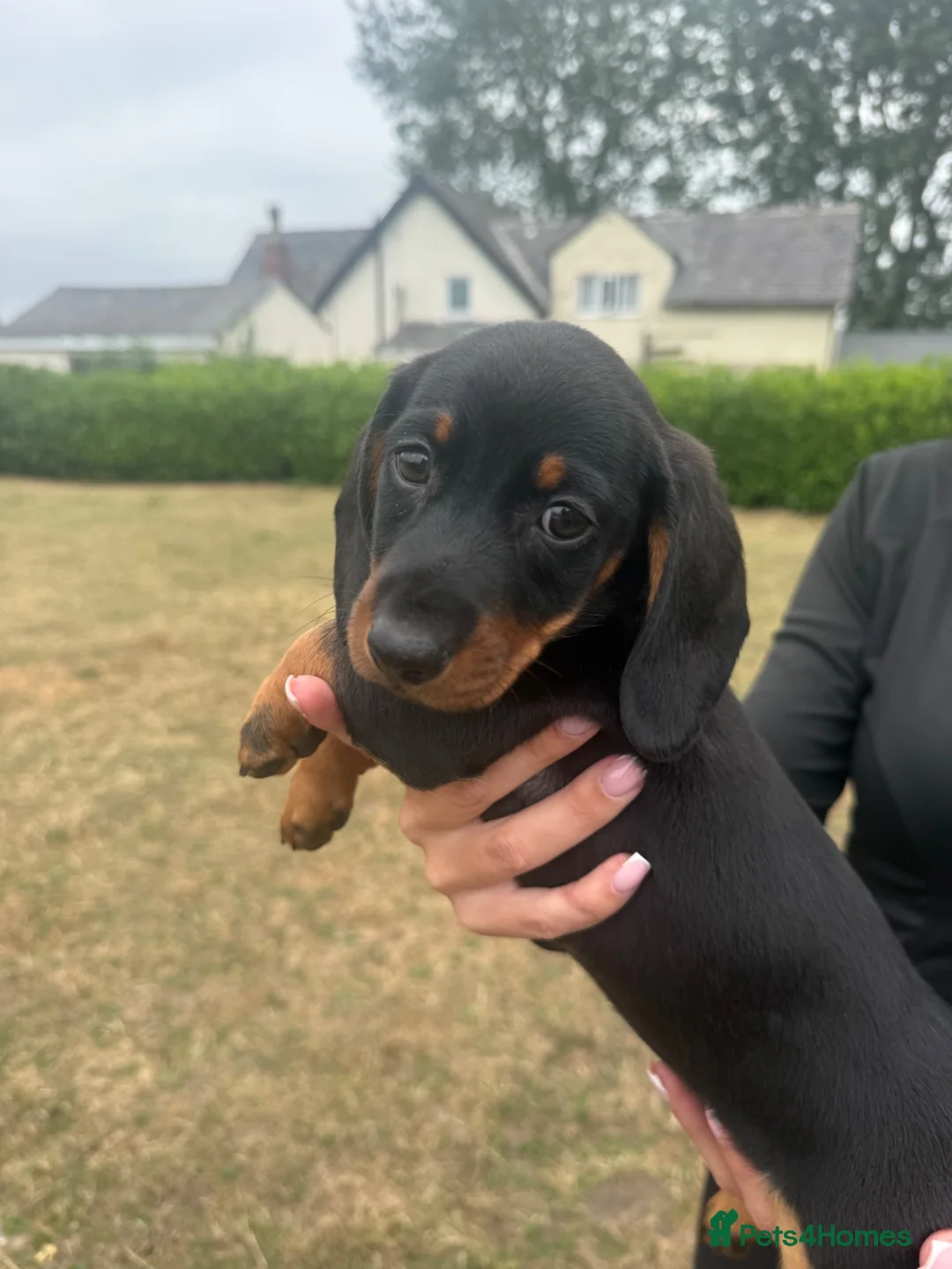 Miniature Dachshund dogs for sale: 3 left cute dachshund puppies  - Advert 2