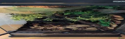 Gecko reptiles for sale: Crested Gecko with full set up  in Doncaster - Advert 4