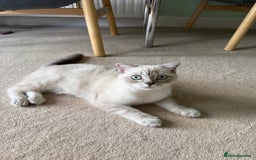 Scottish Fold cats for sale: British Shorthair and Scottish Fold - Image 18