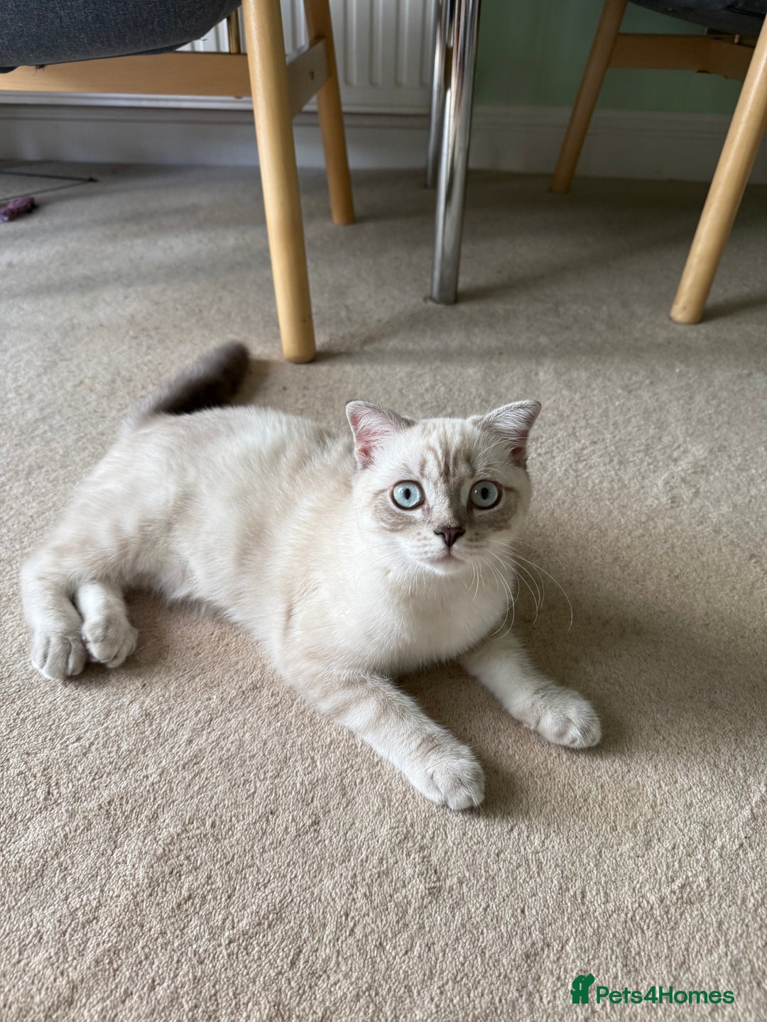 Scottish Fold cats for sale: British Shorthair and Scottish Fold - Image 18