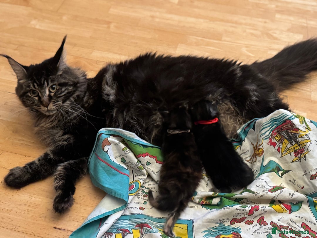 Maine Coon cats for sale: 3 Purebred Maine Coon Kittens - Will Sell Fast!! ✨ - Image 16