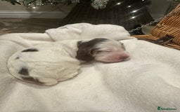 Cocker Spaniel dogs for sale: Show Type Cocker Spaniels Health Tested parent - Advert 12