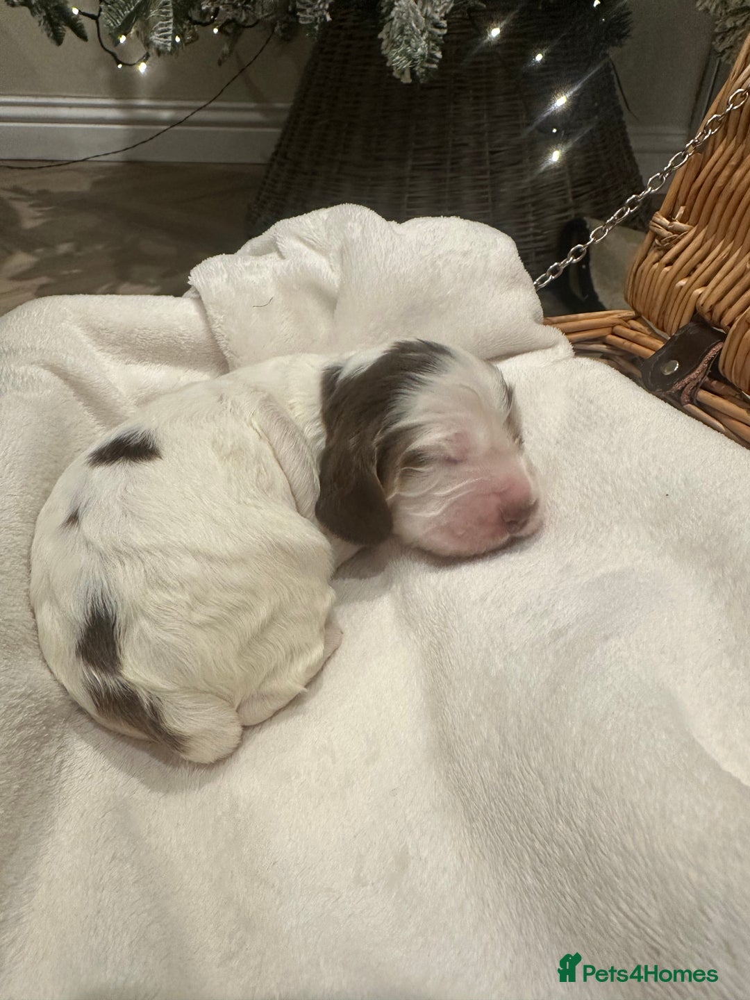 Cocker Spaniel dogs for sale: Show Type Cocker Spaniels Health Tested parent - Advert 12