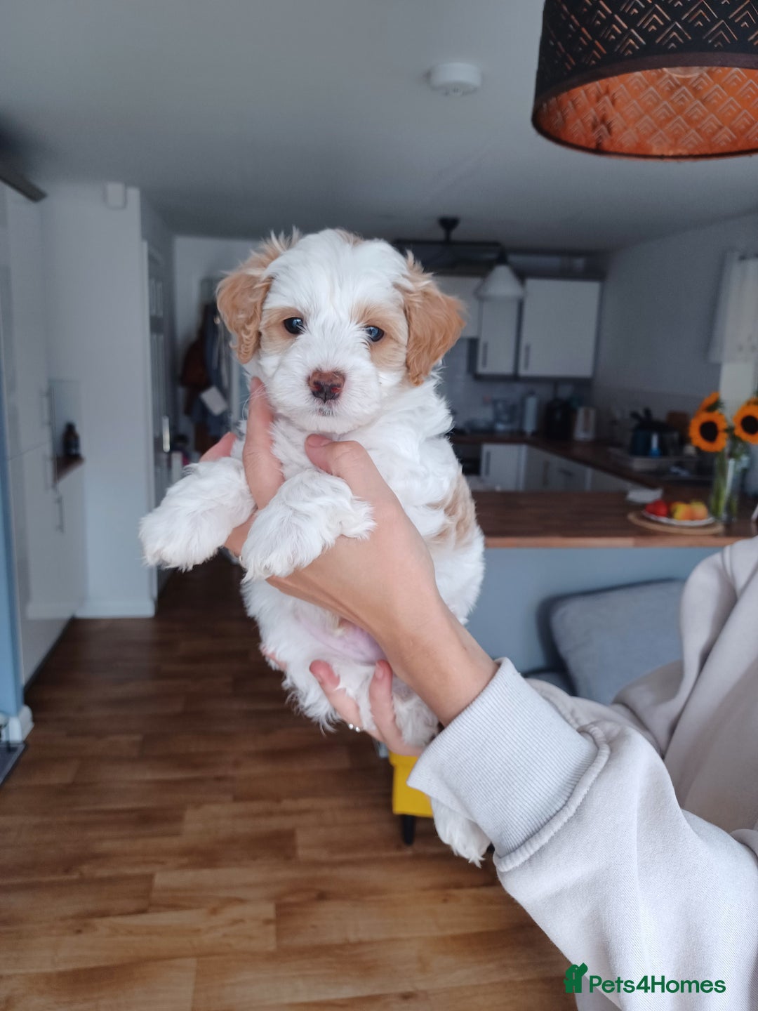 Cavapoo dogs for sale: 1 Female 4 Male - Image 14