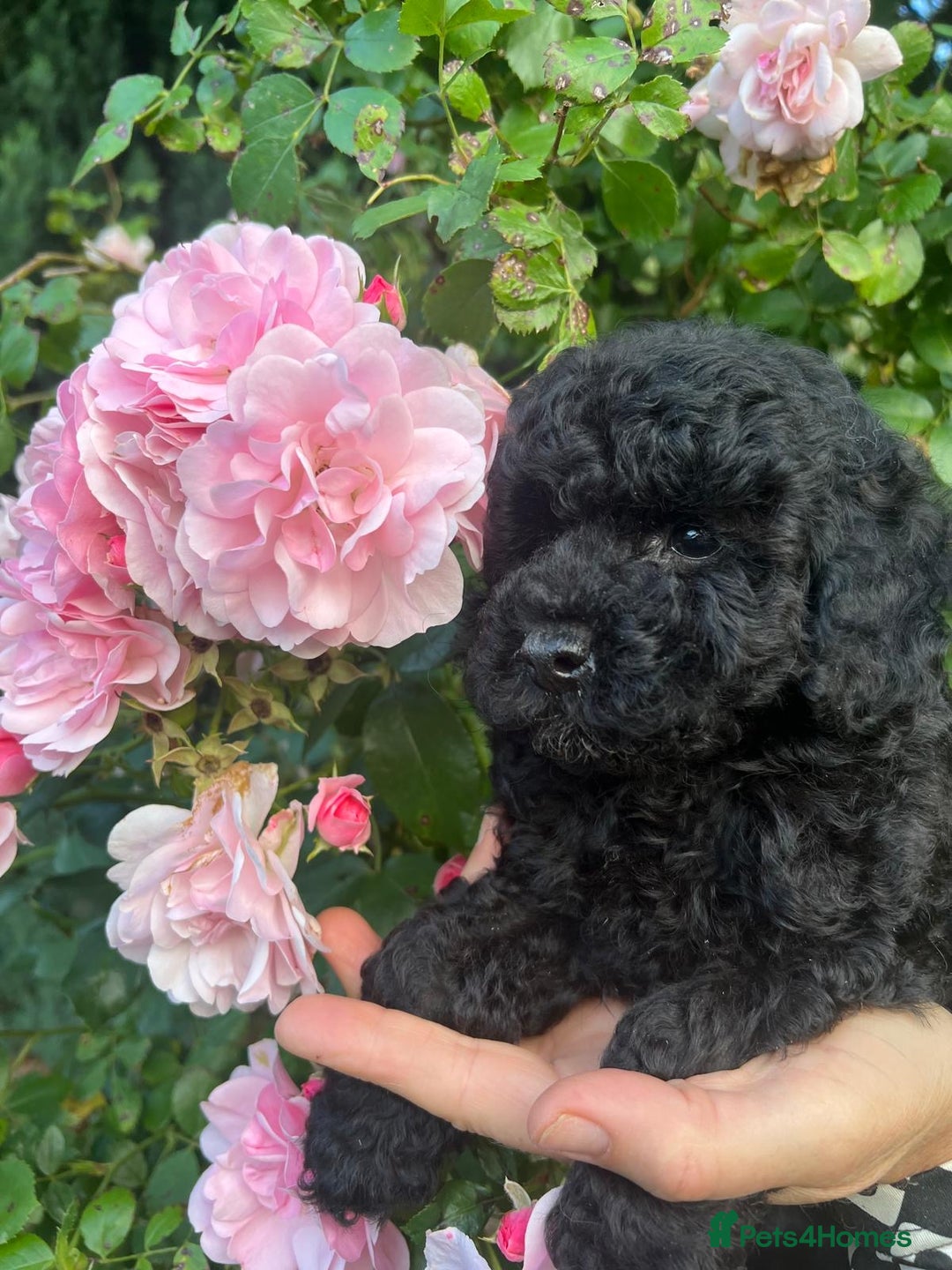 Cavapoo dogs for sale: Cavapoo  - Image 15
