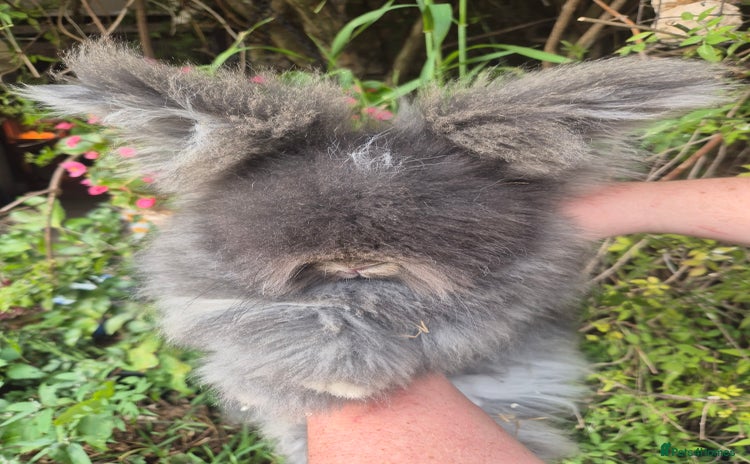Angora rabbits - Advert 4