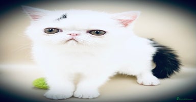 Exotic cats - Advert 8