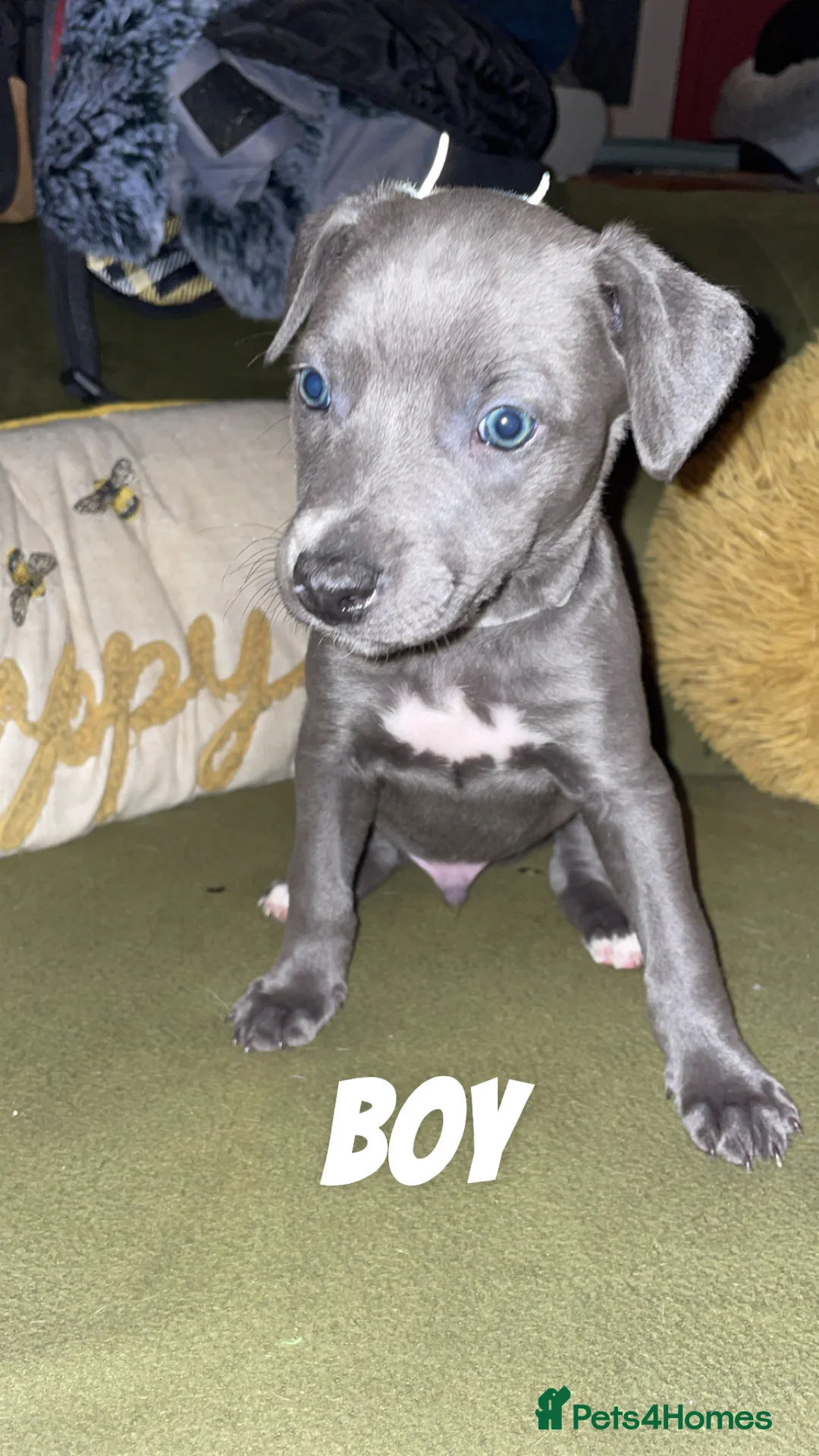 Whippet dogs for sale: Whippet pups *ALL SOLD* - Advert 2