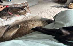 Continental Giant rabbits for sale: 7 beautiful Continental Giant - Image 11