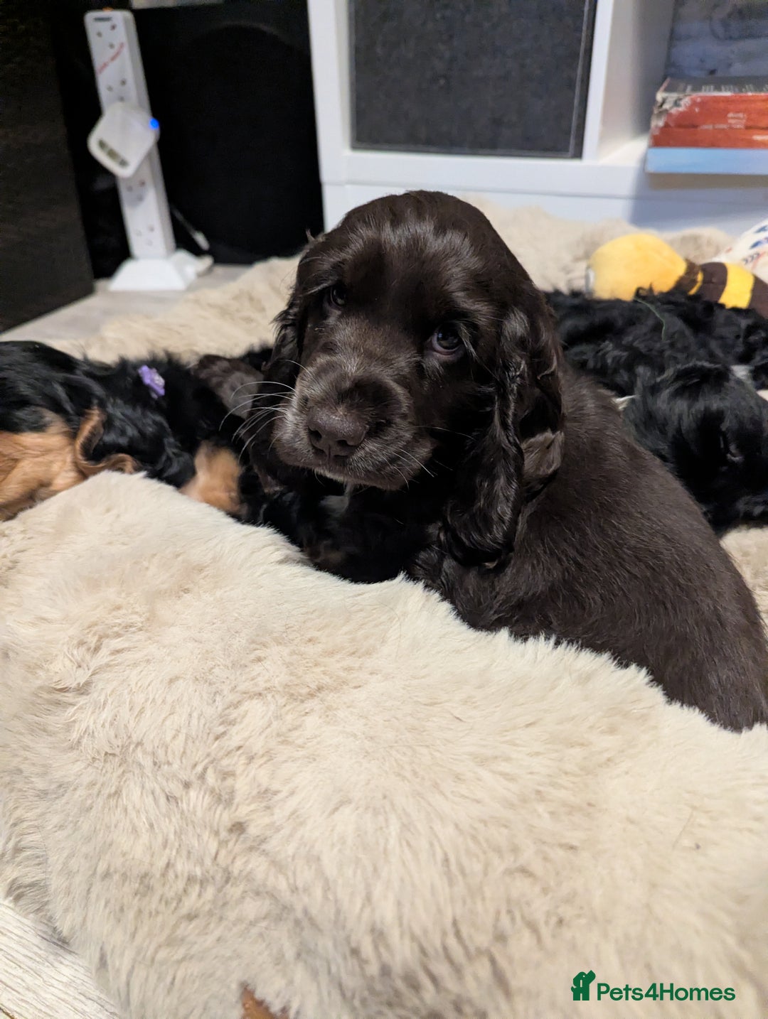 Cocker Spaniel dogs for sale: LAST ONE GIRL NEW🏠Kc reg English Cockerspaniel 🏠 - Advert 5