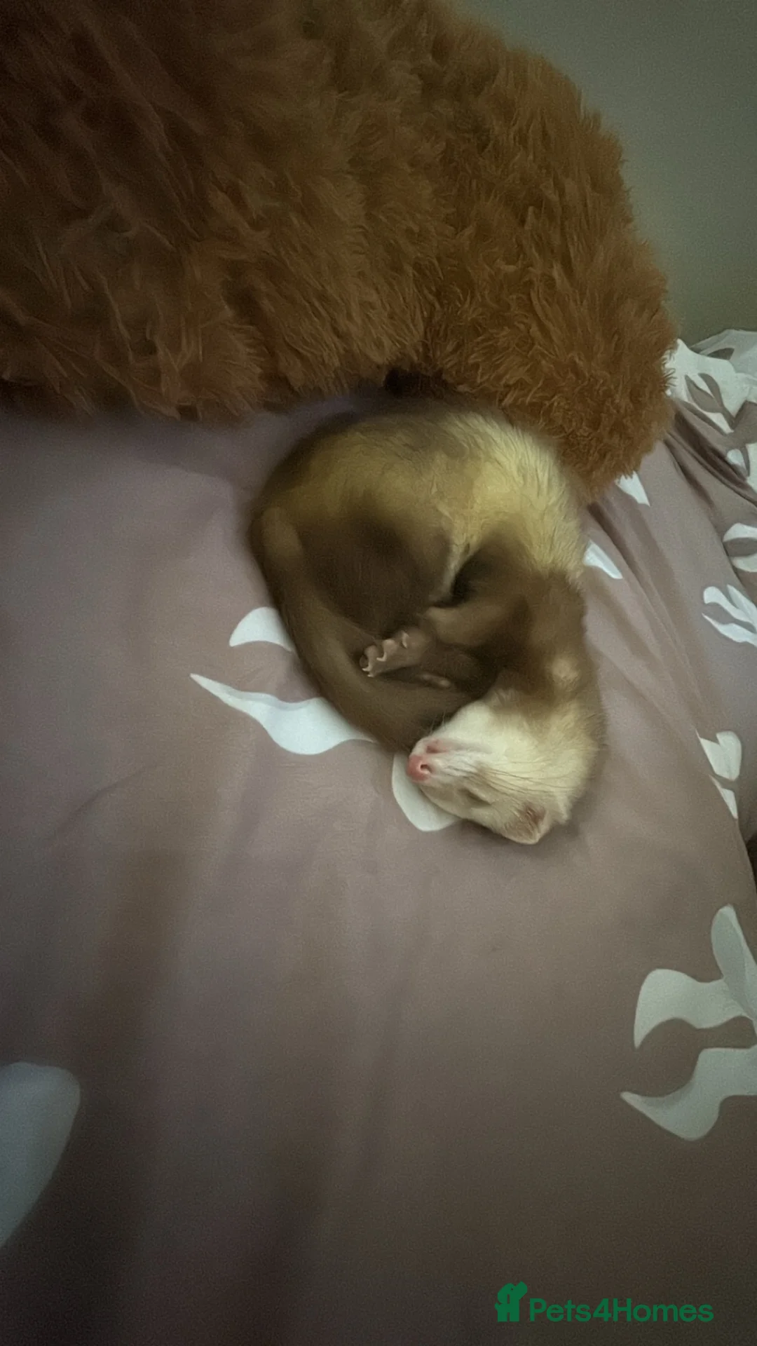 Ferret rodents for sale: Blondie and blackie  - Advert 8