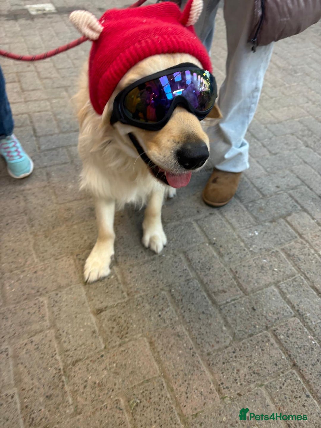 Golden Retriever dogs for stud: Rocky ready for his first litter - Advert 1
