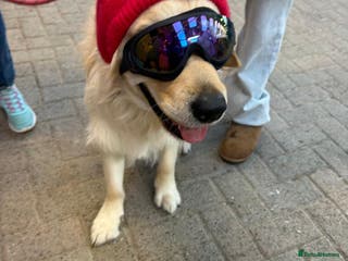 Golden Retriever dogs Rocky ready for his first litter - Advert 17