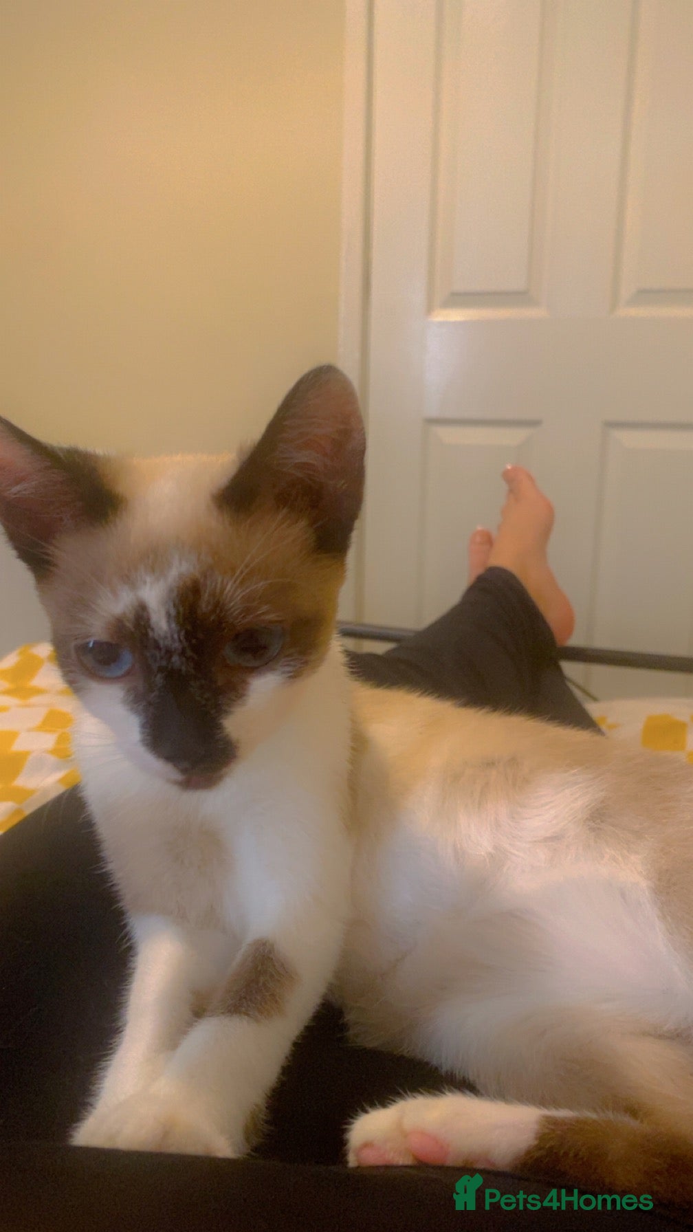 Siamese cats Girl Siamese kitten - Advert 6