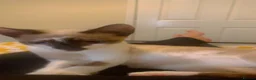 Siamese cats for sale: Girl Siamese kitten - Advert 1