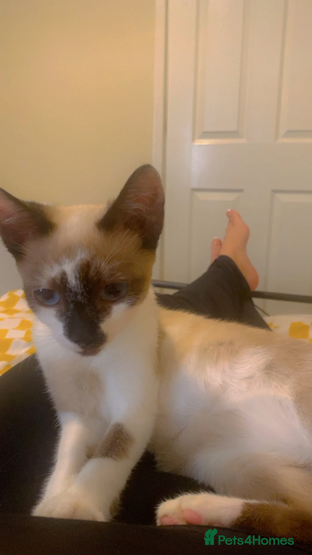 Siamese cats for sale: Girl Siamese kitten - Advert 1