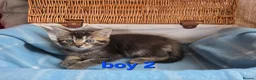 Mixed Breed cats for sale: Beautiful kittens looking for their forever homes  - Advert 20