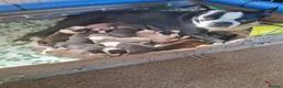 Boston Terrier dogs for sale: KC registered Boston Terrier Puppies  in Swanage - Advert 11