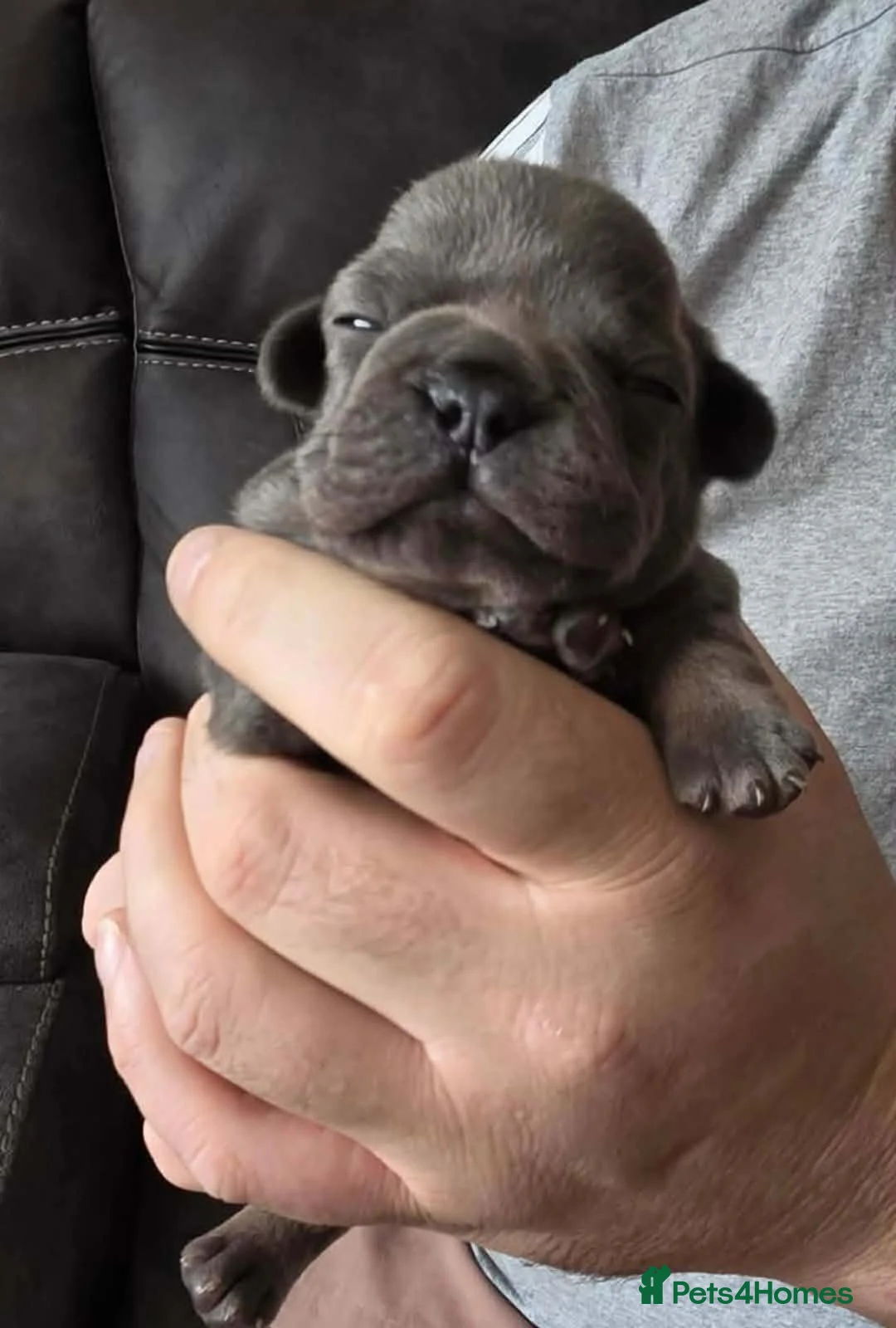 French Bulldog dogs for sale: Beautiful French bulldog pupies  - Advert 6