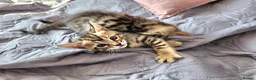 Bengal cats for sale: Little Bengal kittens - Advert 5