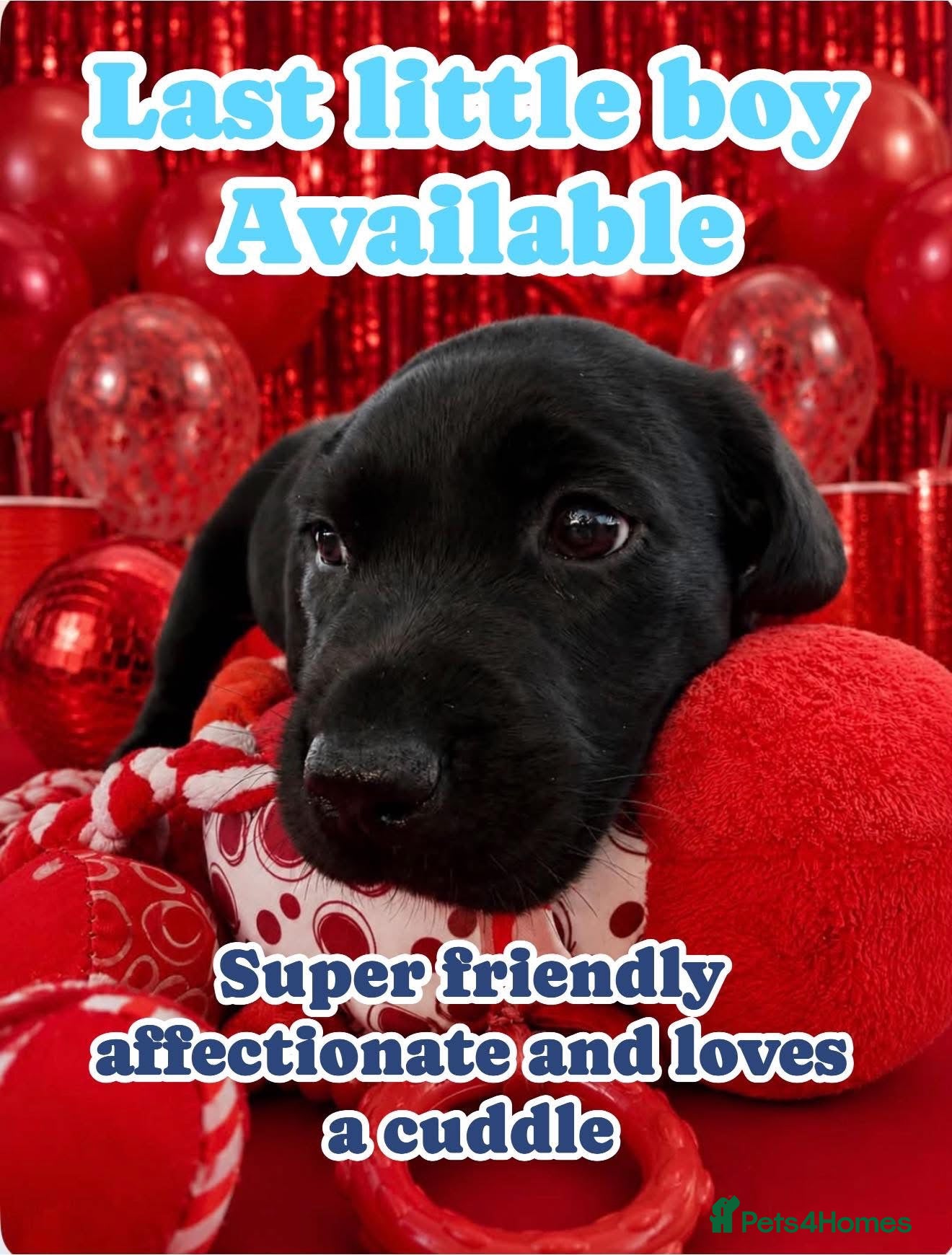 Labrador Retriever dogs KC Labrador puppies from health screened parents  - Advert 1