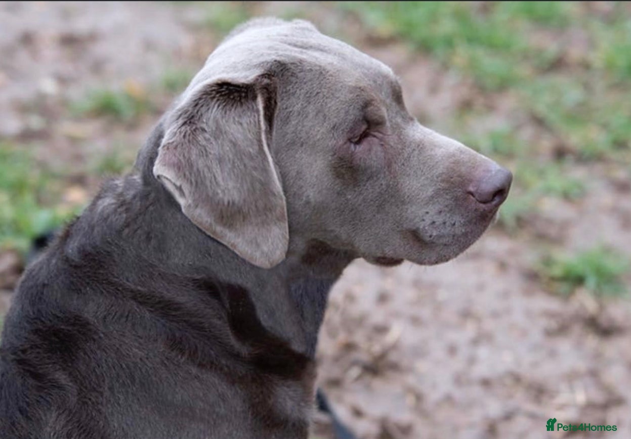 Labrador Retriever dogs Mac - UK’s Most prolific Silver Labrador Stud - Advert 1