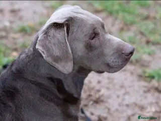 Labrador Retriever dogs Mac - UK’s Most prolific Silver Labrador Stud - Advert 1