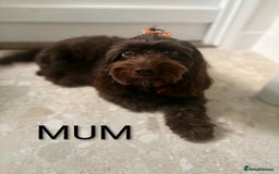 Cockapoo dogs for sale: Toy cocker poo f2 pups - Image 18