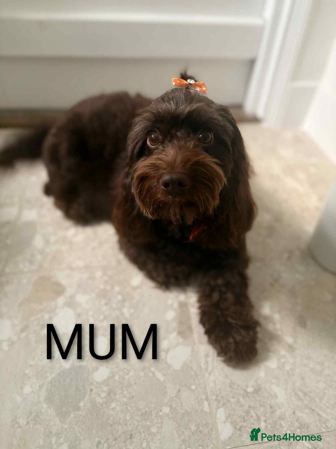 Cockapoo dogs for sale: Toy cocker poo f2 pups - Image 18