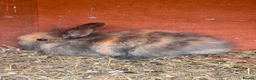 Mini Lion Lop rabbits for sale: Gorgeous Mini lion lops 2 remaining. - Advert 2