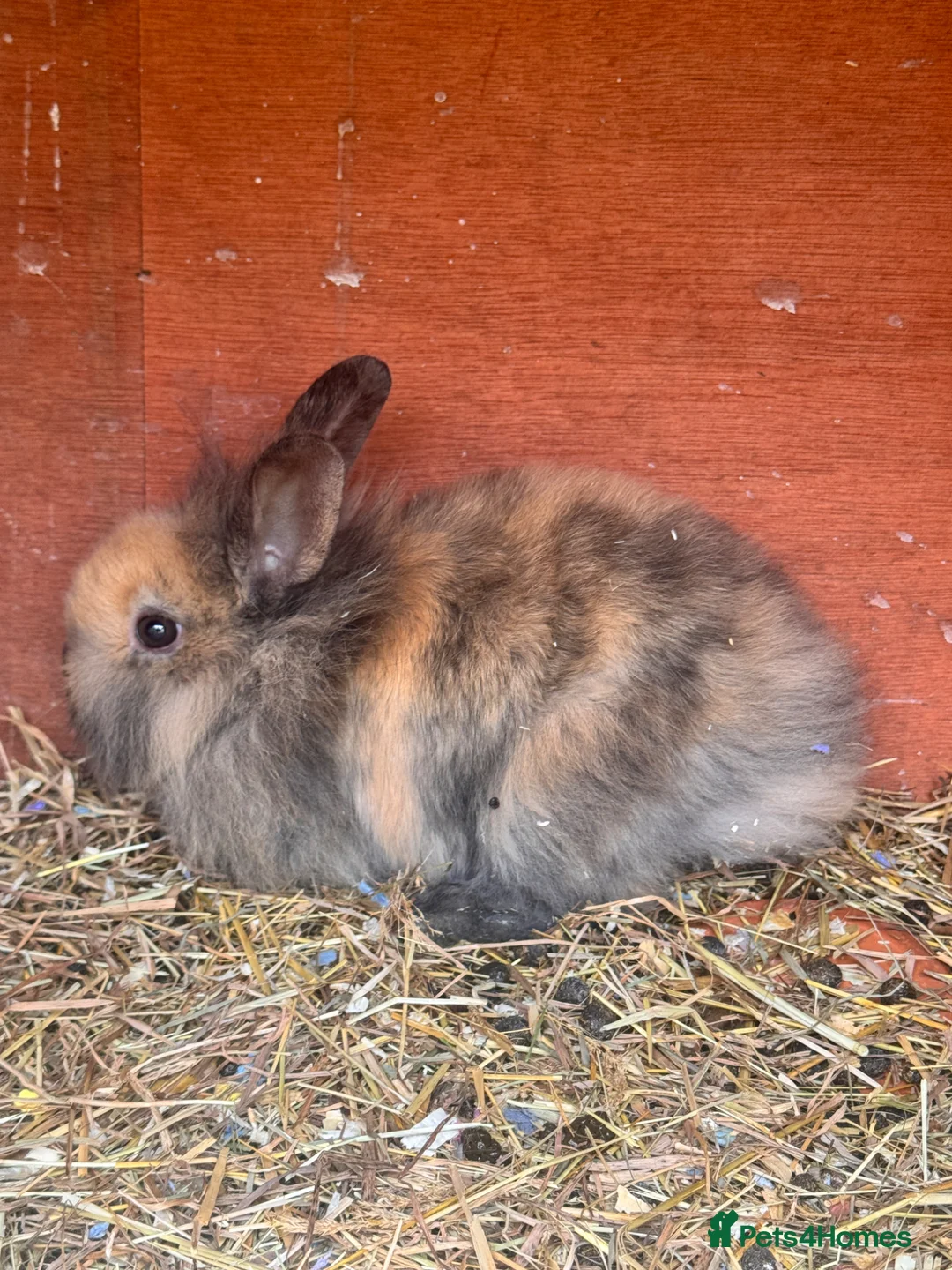Mini Lion Lop rabbits for sale: Gorgeous Mini lion lops 2 remaining. - Advert 2