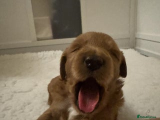 Australian Labradoodle dogs Australian Labradoodle - Advert 10