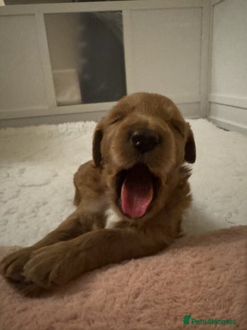 Australian Labradoodle dogs Australian Labradoodle - Advert 1