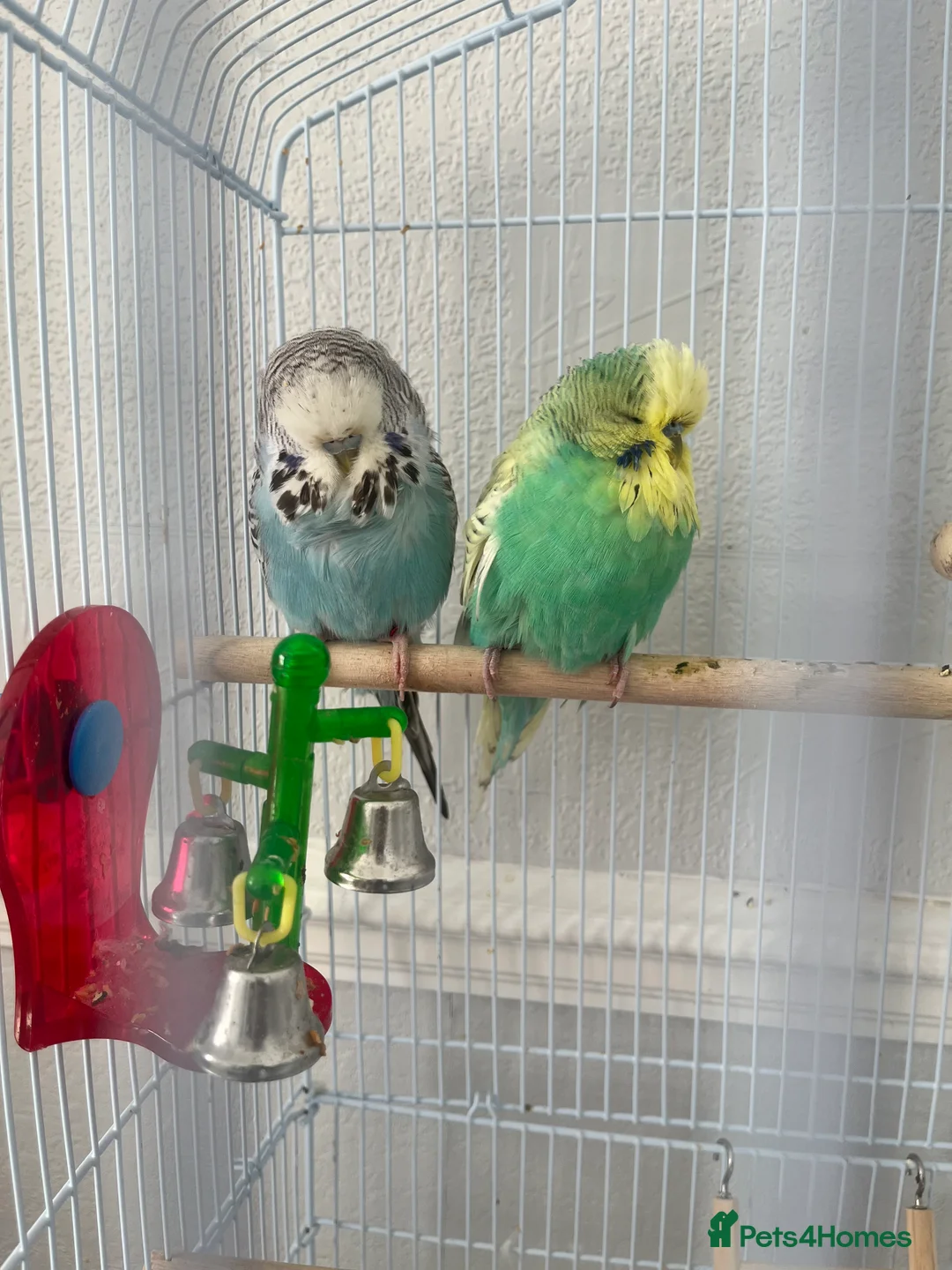 Budgerigars birds for sale: Budgies male and female + cage - Advert 2