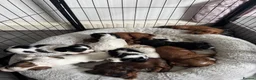 Mixed Breed dogs for sale: Gorgeous TRI COLOUR PUPPY LEFT. All others sold - Advert 2