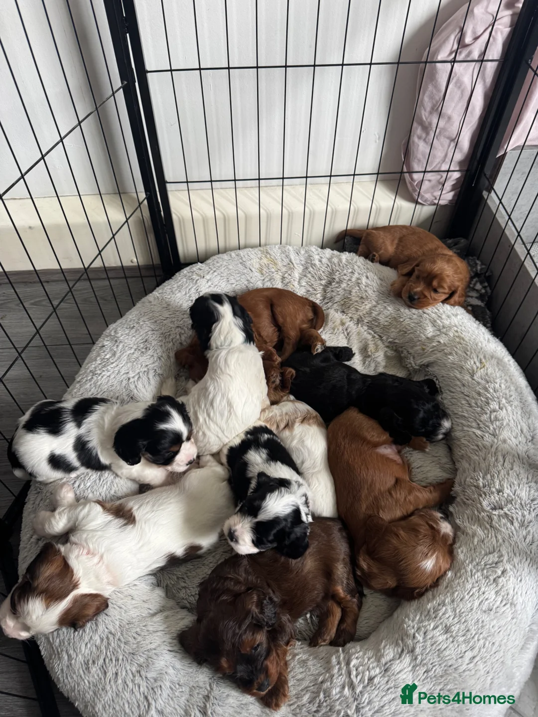 Mixed Breed dogs for sale: Gorgeous TRI COLOUR PUPPY LEFT. All others sold - Advert 2