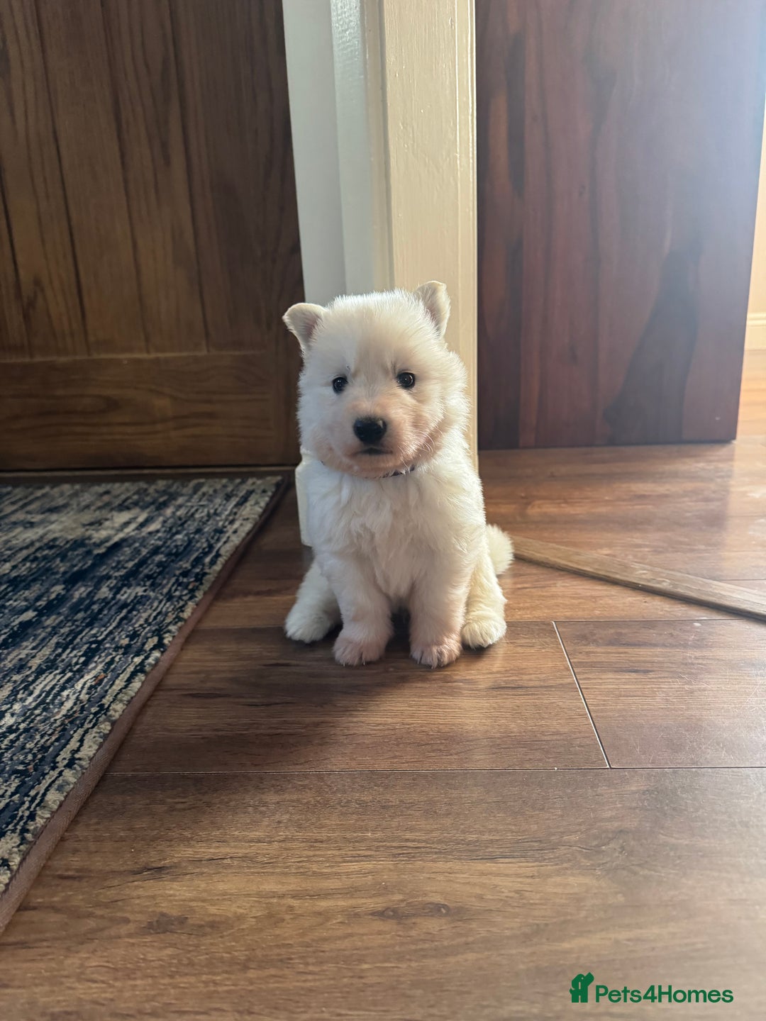White Swiss Shepherd dogs for sale: WSS One boy and one girl available  - Advert 11