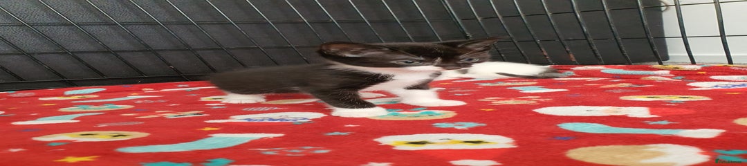 British Shorthair Kitten 1