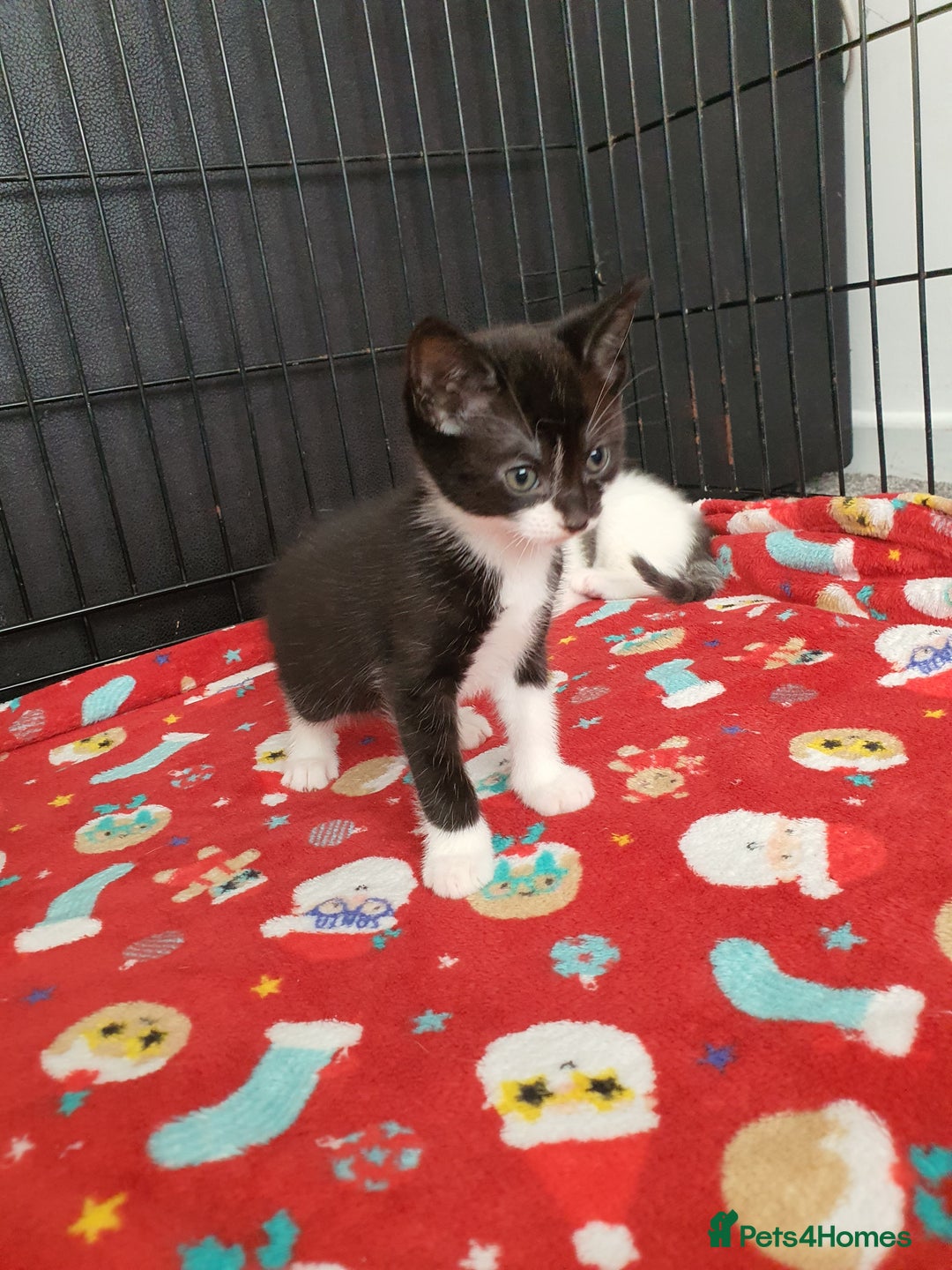 Mixed Breed cats for sale: 2 beautiful kittens for sale - Image 3