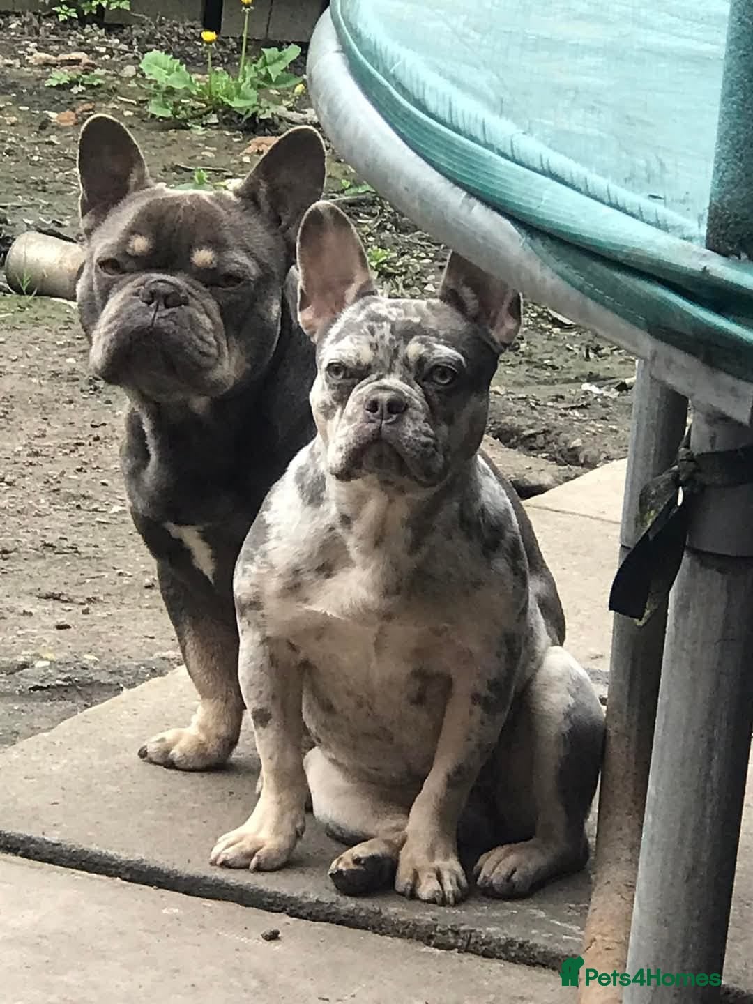 French Bulldog dogs for sale: French bull dog puppy  - Image 10