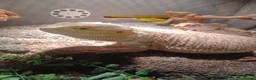 Bearded Dragon reptiles for sale: Bearded dragon - Advert 1