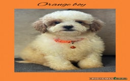 Cavachon dogs for sale: Amazing Cavapoochons  - Image 6