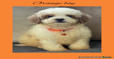 Cavachon dogs - Advert 15